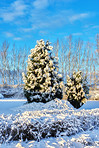 Winter trees