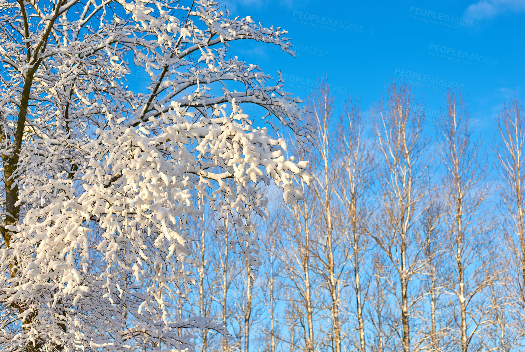 Buy stock photo Trees, forest and snow in outdoor nature, woods and plants for peace or calm for ecosystem. Branches, countryside and frost on cold weather vacation, holiday and serene winter or travel aesthetic