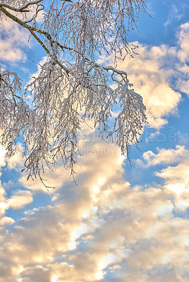 Buy stock photo Clouds in sky, snow and tree branch for winter growth or sustainability for environment and nature. Background, cold and wallpaper with leaves outdoor from below for frozen or natural ecology