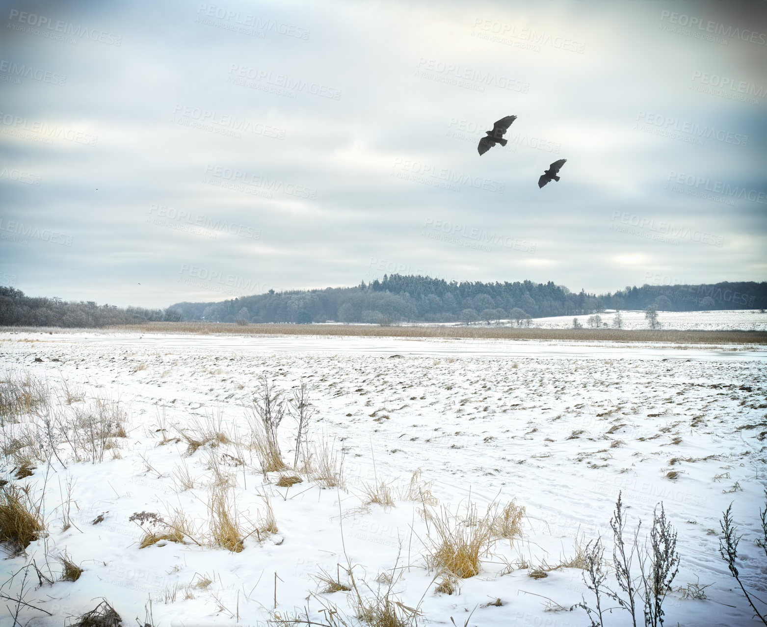 Buy stock photo Snow, landscape and eagle for freedom, calm and release in wild in Norway. Winter, birds and flying in cold for hunting, refuge and forest in background with frost, ice and frozen countryside