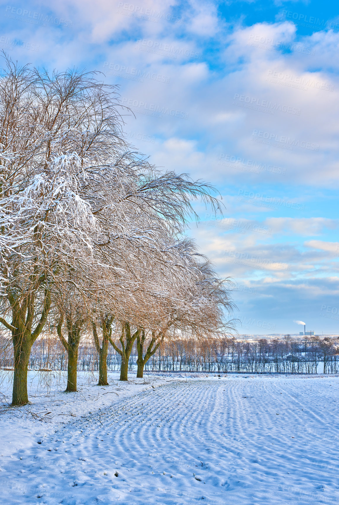 Buy stock photo Trees, snow and field during winter in Alaska with nature, environment and plants for ecosystem. Morning, ice and woods in cold weather for landscape, countryside and grass in Christmas with sky