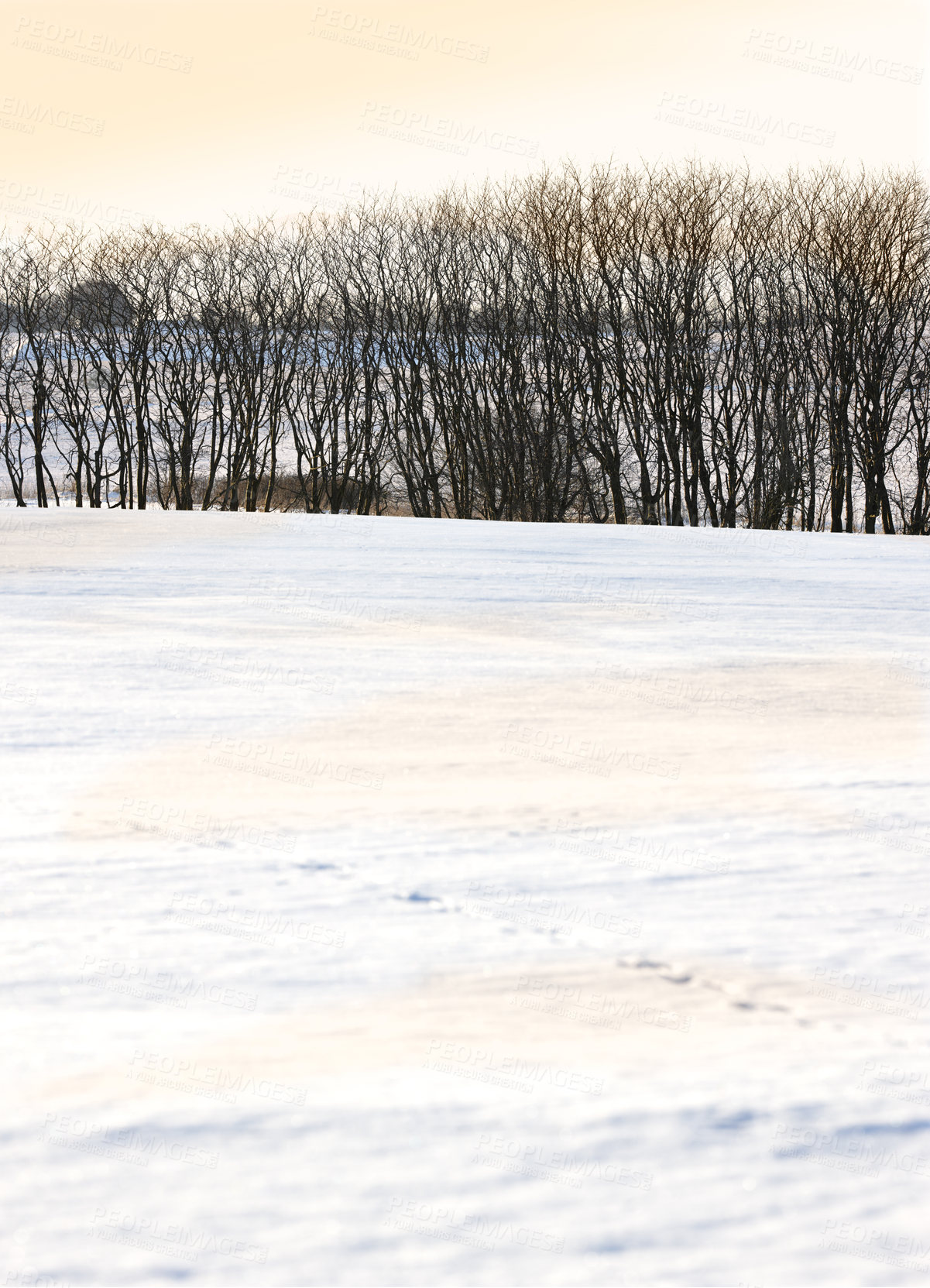 Buy stock photo Snow, countryside and trees in winter with sunset, background and scenery in nature. Winter, cold and travel for holiday, trip and vacation in mountain of Switzerland for adventure in national park