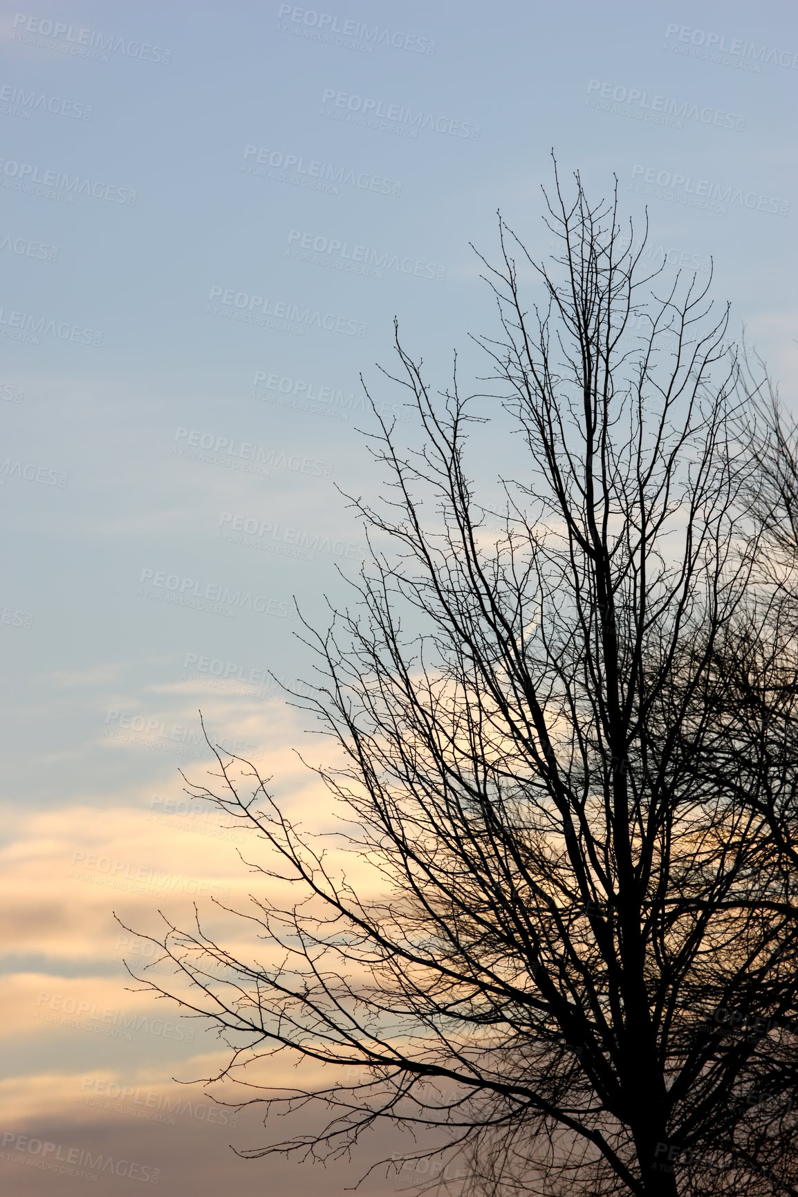 Buy stock photo Nature, sky and branches of tree, morning and sunrise in environment, outdoor and calm in forest. Landscape, woods and ecology in village for adventure, plant and growth with sustainable for texture