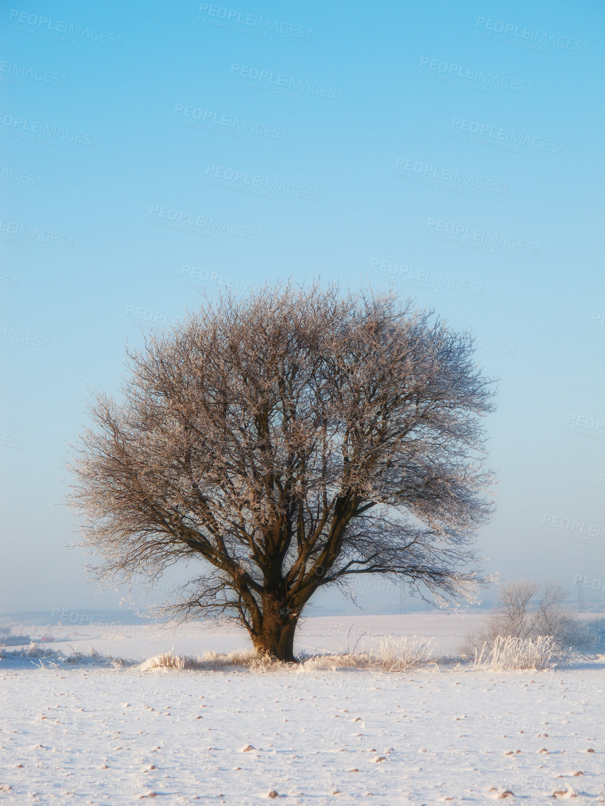 Buy stock photo Tree, winter and landscape with snow in field, environment and frost on ground with ice in park. Background, frozen and cold season in Switzerland countryside, outdoor and chill climate from blizzard