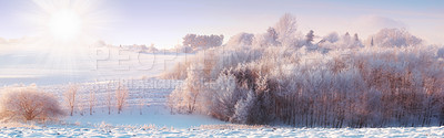 Buy stock photo Snow, sunrise and panorama with scenic, winter and sunshine for Denmark nature background. Environment, blue sky and rural with pine forest, tranquil frost and peaceful ice oak for serenity banner