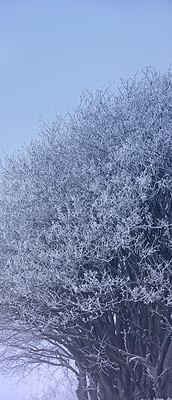 Buy stock photo Branches, cold and snow on trees for winter season, Christmas holiday and nature wallpaper background. Oak tree, sky and frozen environment in forest with ice for peace and vacation in Switzerland