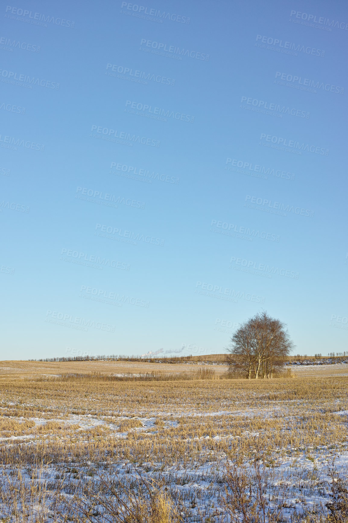 Buy stock photo Nature, snow and trees in landscape, melting and outdoor in sky of environment, calm and space in forest. Morning, woods and winter in Canada, branches and texture of plants, earth and ice on grass