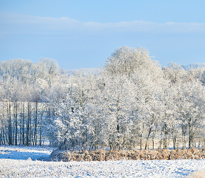 Buy stock photo Winter, forest and snow in nature for weather change, environment and blue sky background. Ice on leaves and trees for cold holiday season, wallpaper and landscape with field, woods or outdoor mockup