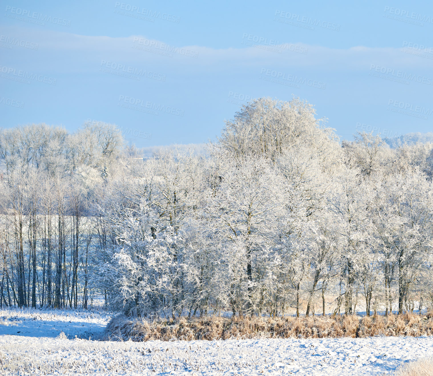 Buy stock photo Winter, forest and snow in nature for weather change, environment and blue sky background. Ice on leaves and trees for cold holiday season, wallpaper and landscape with field, woods or outdoor mockup