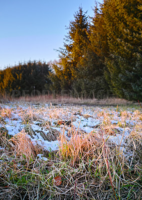 Buy stock photo Trees, woods and snow on grass for winter weather, nature wallpaper and Christmas holiday with blue sky. Countryside, frozen ground and ice on field with fresh air for peace and vacation in Canada