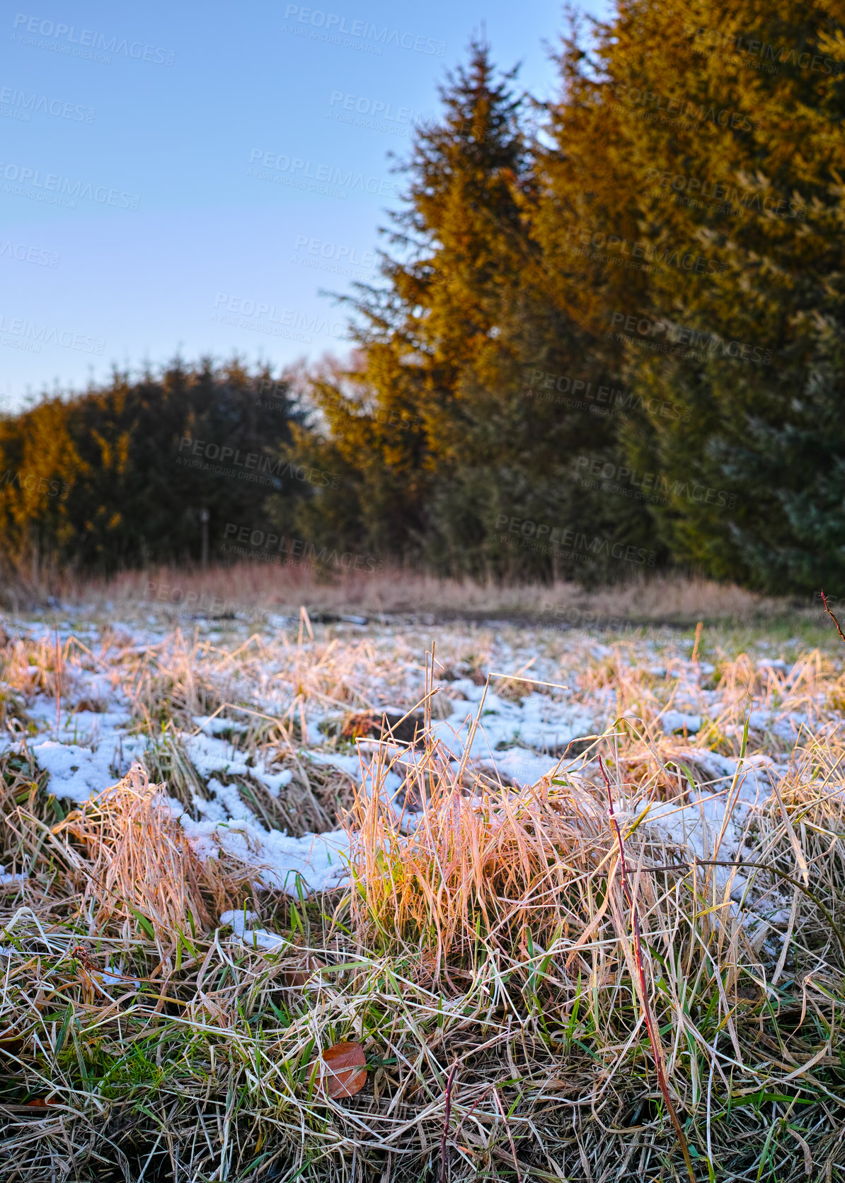 Buy stock photo Trees, woods and snow on grass for winter weather, nature wallpaper and Christmas holiday with blue sky. Countryside, frozen ground and ice on field with fresh air for peace and vacation in Canada