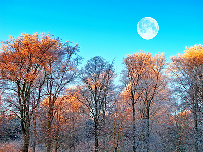 Buy stock photo Forest, trees and landscape in day with full moon, environment and winter with nature in countryside. Woods, blue sky background and growth with ice, leaves and snow with ecology for sustainability