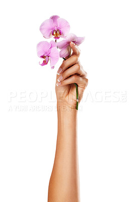 Buy stock photo Orchid flower, woman and hand with manicure nails for spa or beauty salon treatment on white background. Female model with pink flowers for floral background, beauty and health with natural cosmetics