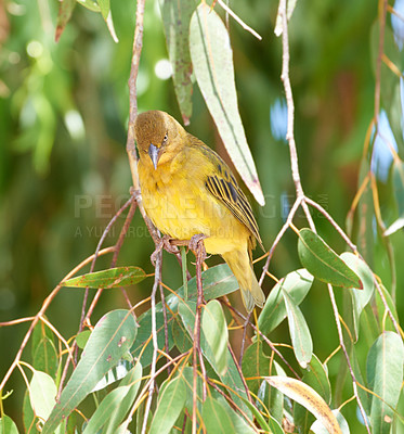 Buy stock photo Safari, bird and tree in environment or nature with Cape Weaver in forest, habitat and ecology. Natural, biodiversity and indigenous animal with wings on branch with leaves to nest in jungle or bush