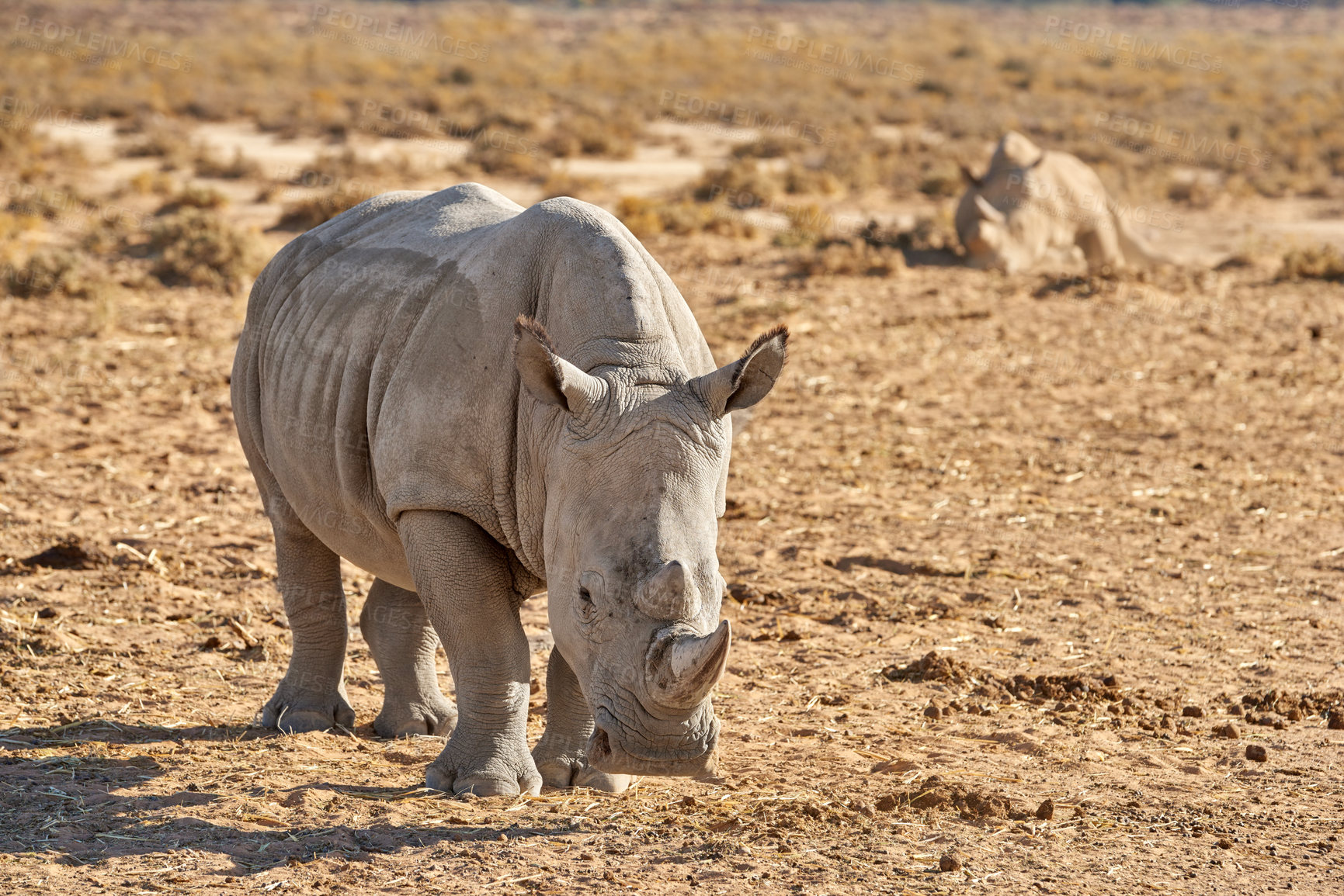 Buy stock photo Conservation, environment and rhino at safari in natural habitat of Africa for ecology or sustainability. Animal, endangered and nature with rhinoceros outdoor on ground for indigenous wildlife