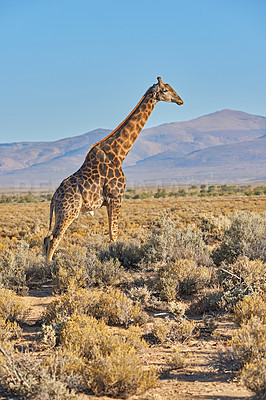 Buy stock photo Giraffe, grassland and blue sky in Africa for sustainability, landscape or nature with plants, field or environment. Indigenous animal, safari and grass in tropical summer by outdoor reserve park