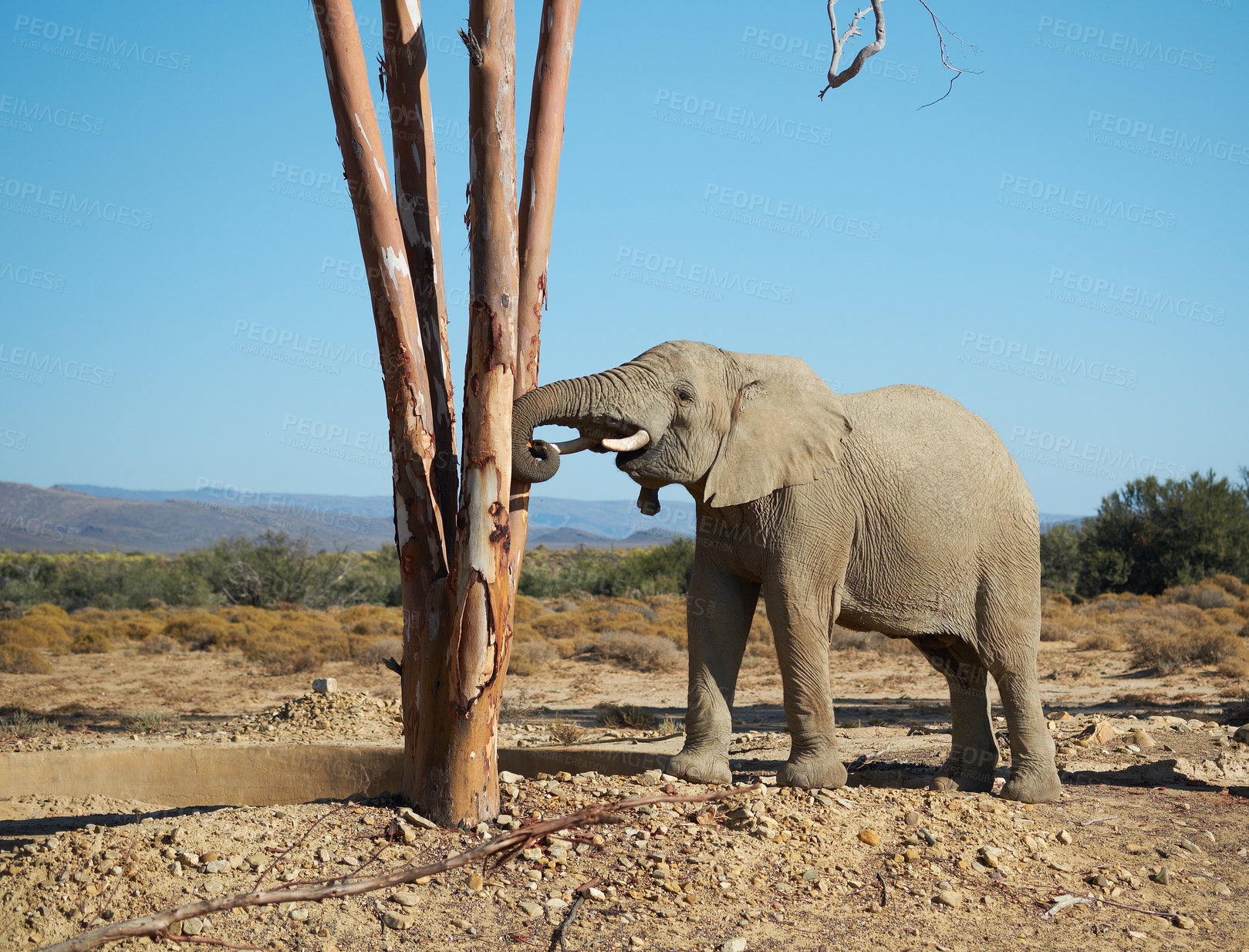 Buy stock photo African bush, elephant and tree in savannah for wildlife conservation and protection of endangered species. Nature, travel and wilderness plains with indigenous animal for on safari adventure