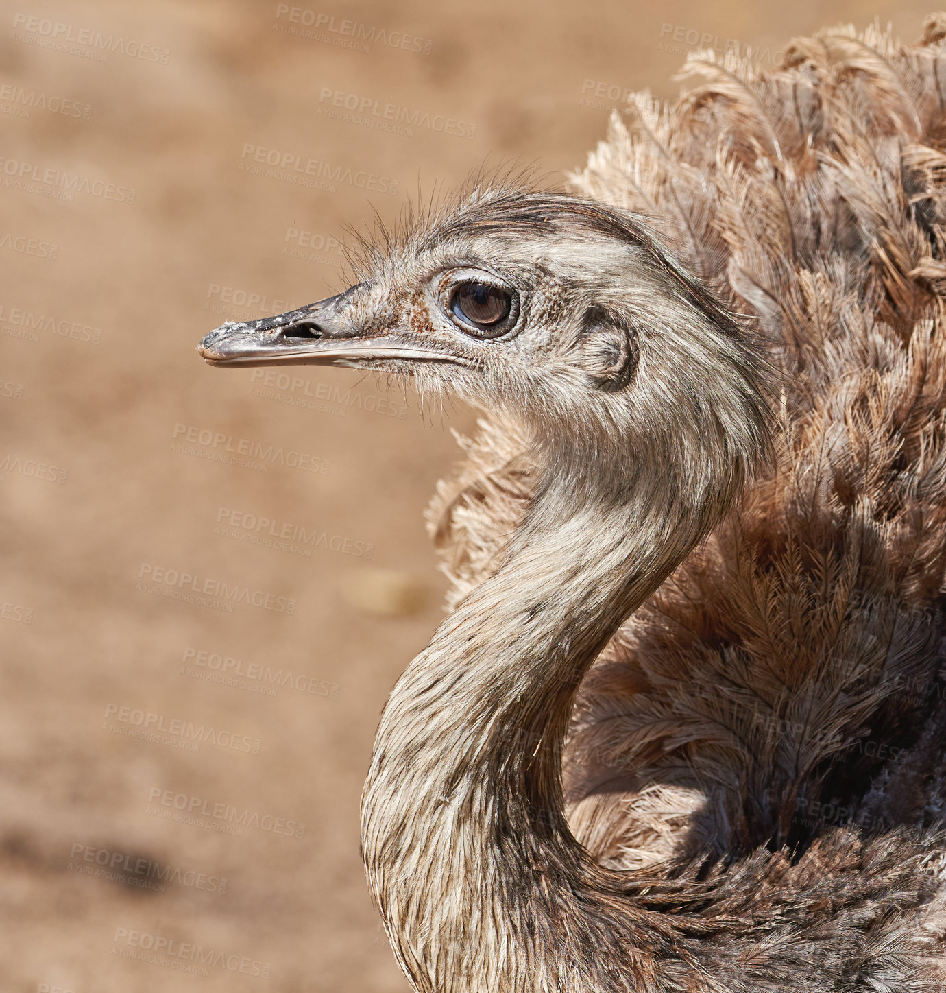 Buy stock photo Safari, ostrich and animal in field for natural habitat, wildlife conservation or holiday destination. Closeup, travel and omnivore bird for adventure, environment or ecosystem in national park