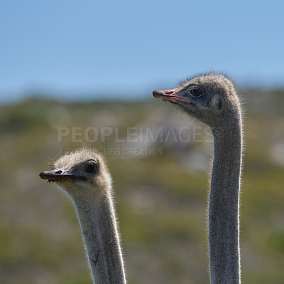 Buy stock photo Shot of wildlife out in the african bush