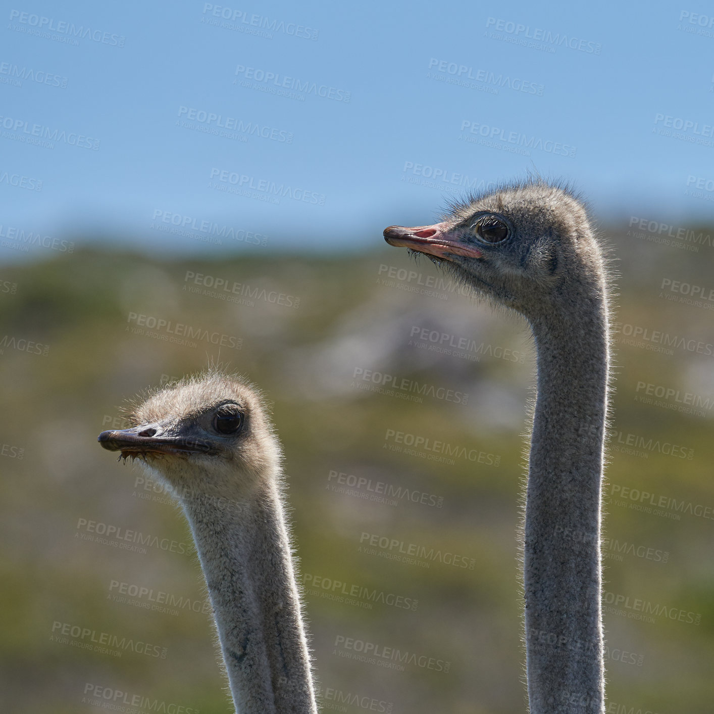 Buy stock photo Safari, ostrich and bird in field for natural habitat, wildlife conservation or holiday destination. Closeup, travel and omnivore animal for adventure, environment or ecosystem in national park