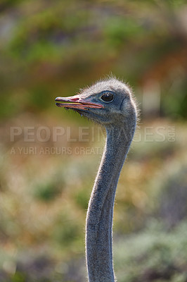 Buy stock photo Safari, ostrich and bird in nature for natural habitat, wildlife conservation or holiday destination. Closeup, travel and omnivore animal for adventure, environment or ecosystem in national park
