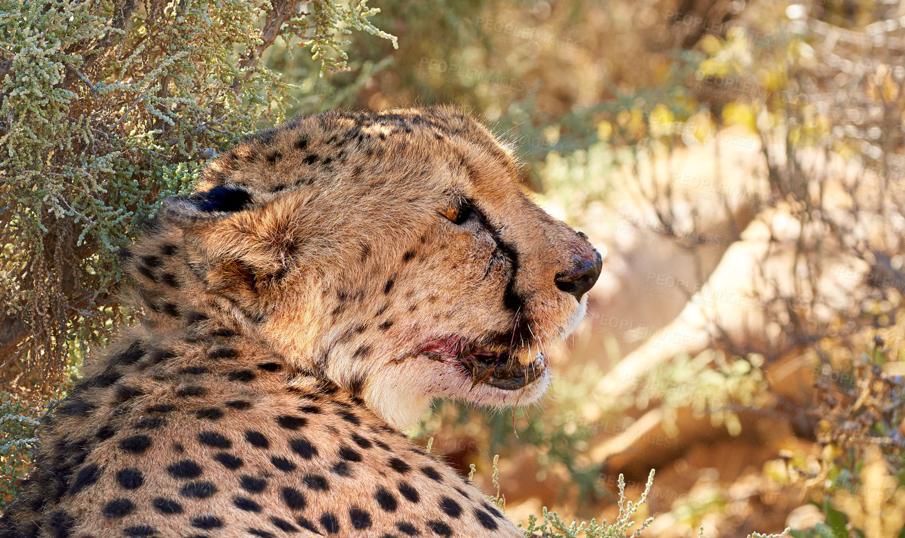 Buy stock photo Cheetah, wildlife and lying with tree in natural habitat or resting with spotted pattern in nature. Outdoor predator, wild cat or big five hunter under bush or shade in wilderness, forest or jungle