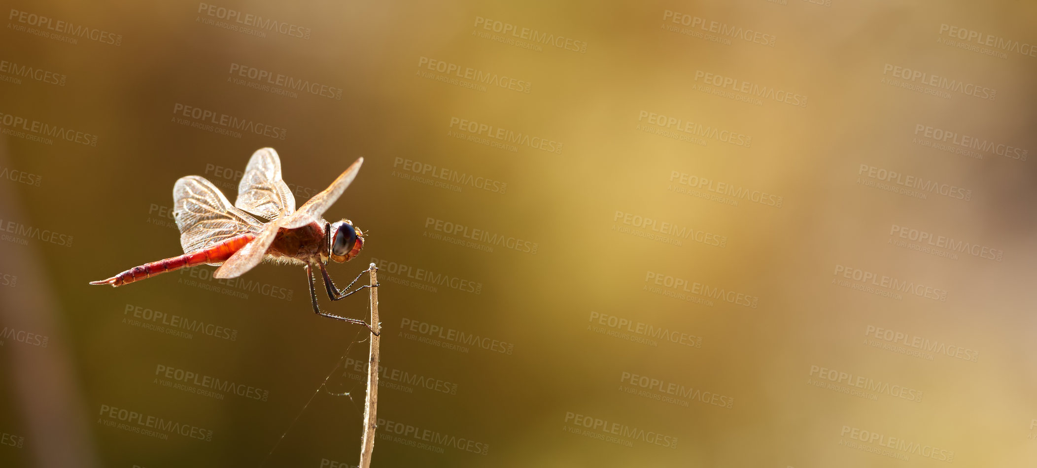 Buy stock photo Shot of wildlife out in the african bush