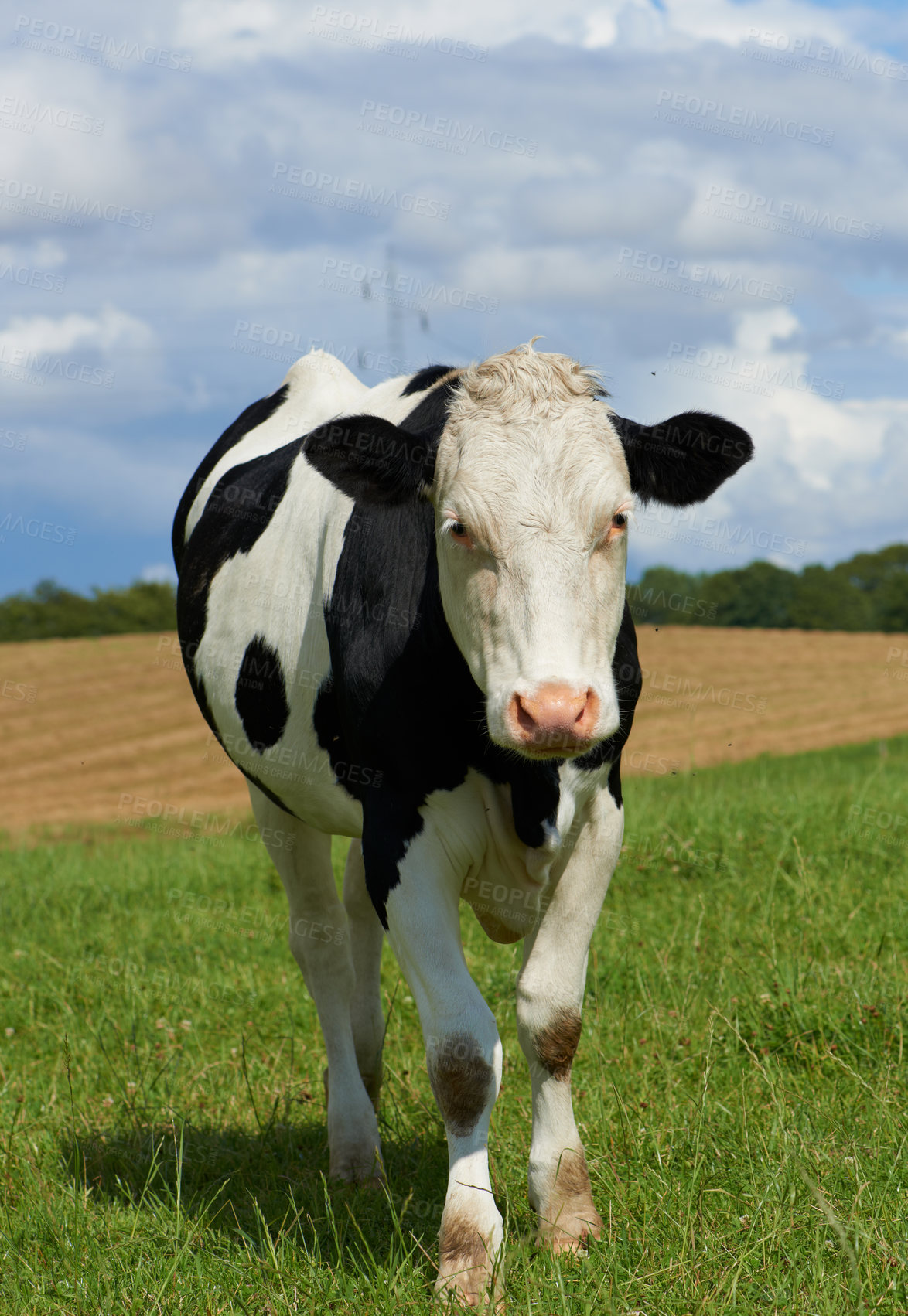 Buy stock photo One black and white spotted Holstein cow on a sustainable farm pasture field in countryside. Raising and breeding livestock animals in agribusiness for free range organic cattle and dairy industry