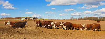 Buy stock photo Hereford cows standing in farm pasture in summer with cloudy sky copyspace. Various sizes of Hereford cows standing in a pasture on a farm. Grass fed cows on a diary supply farm grazing on brown land 