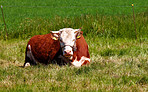 Hereford - all brown and white