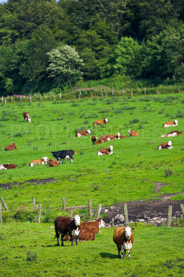 Buy stock photo Full length herd of hereford cows standing on farm pasture. Hairy or furry animals isolated against green grass on remote farmland and agriculture estate. Raising live cattle for dairy industry