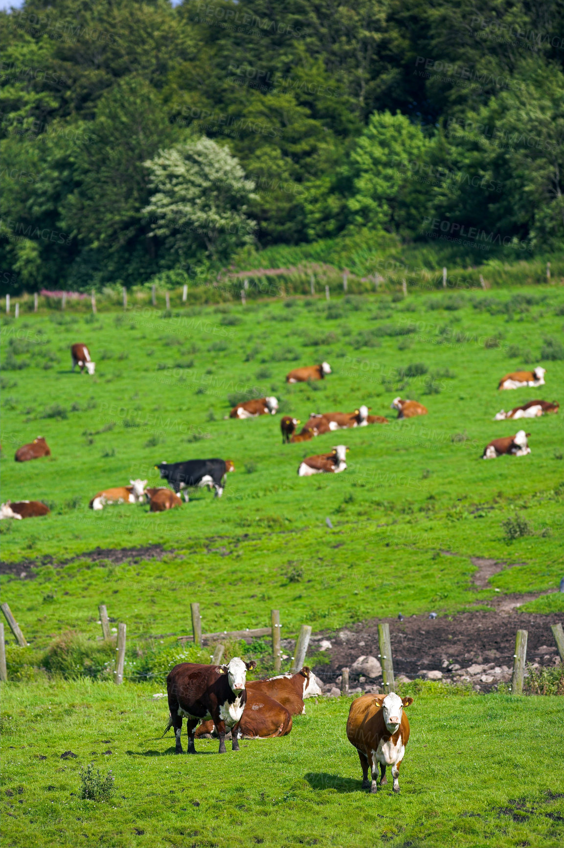 Buy stock photo Full length herd of hereford cows standing on farm pasture. Hairy or furry animals isolated against green grass on remote farmland and agriculture estate. Raising live cattle for dairy industry