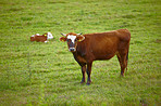 Hereford - all brown and white