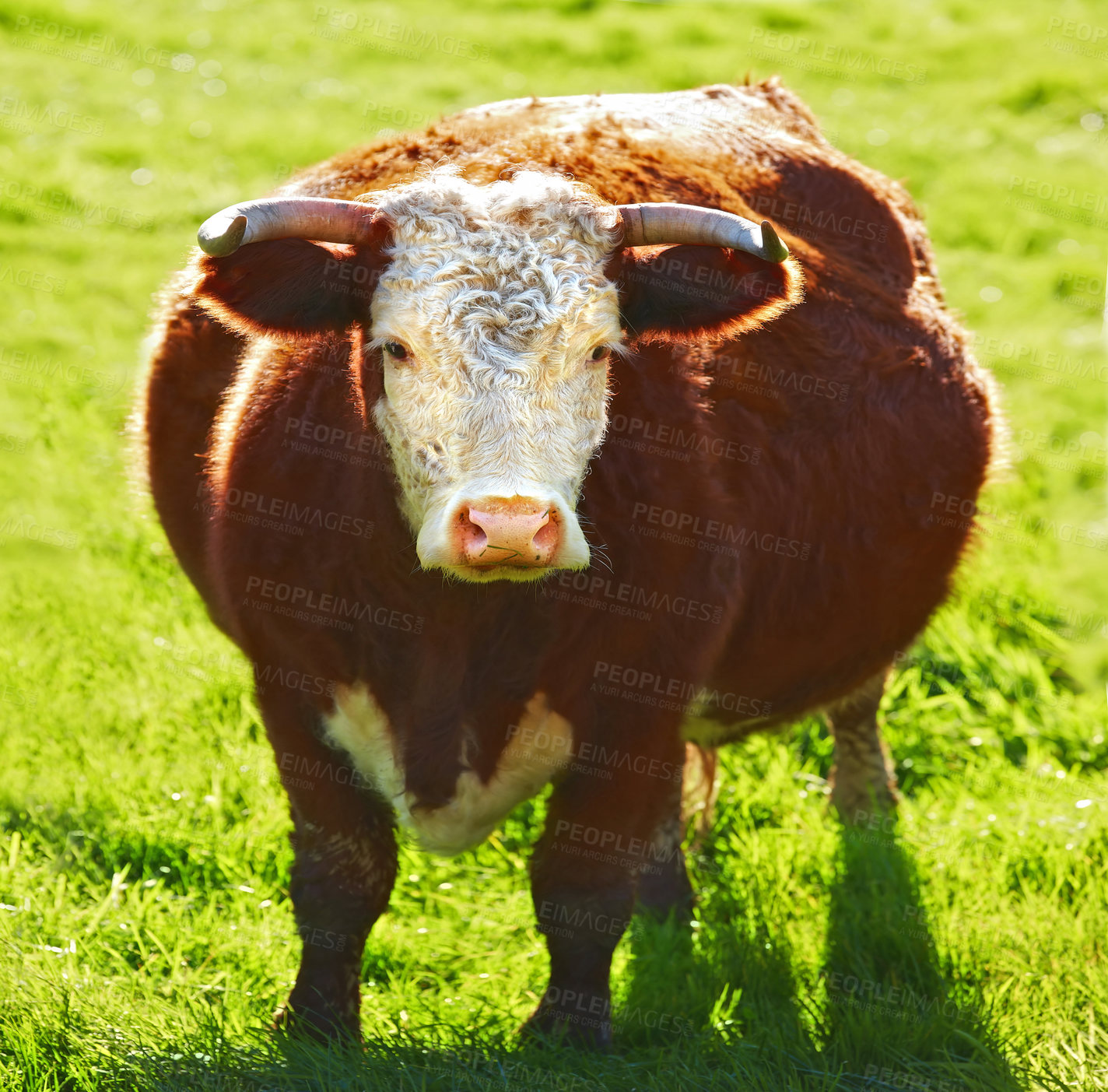 Buy stock photo Portrait one hereford cow alone on farm pasture. Portrait of hairy animal isolated against green grass on remote farmland and agriculture estate. Raising live cattle for dairy industry