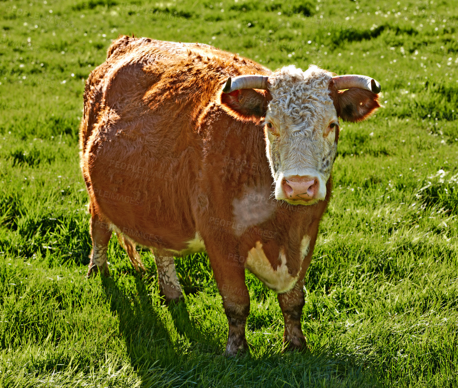 Buy stock photo Full length of one hereford cow standing alone on farm pasture. Portrait of hairy animal isolated against green grass on remote farmland and agriculture estate. Raising live cattle for dairy industry