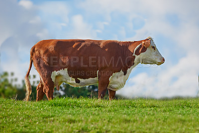 Buy stock photo Full length of one hereford cow standing alone on farm pasture. Portrait of hairy animal isolated against green grass on remote farmland and agriculture estate. Raising live cattle for dairy industry