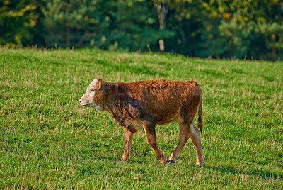 Buy stock photo One hereford cow standing alone on farm pasture. One hairy animal against green grass on remote farmland and agriculture estate. Raising free range organic cattle, grass fed diary farming industry