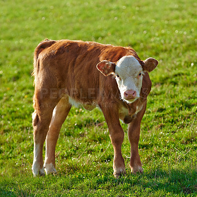 Buy stock photo One hereford cow standing alone on farm pasture. One hairy animal isolated against green grass on remote farmland and agriculture estate. Raising free range cattle, grass fed diary farming industry