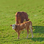 Hereford - all brown and white