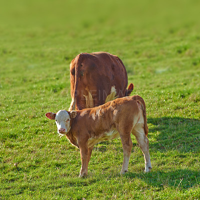 Buy stock photo Hereford cows standing in a farm pasture. Two Hereford cows standing in a vibrant green pasture on a farm on a sunny day. Grass fed cows on a diary supply farm relaxing while grazing in the sunlight  