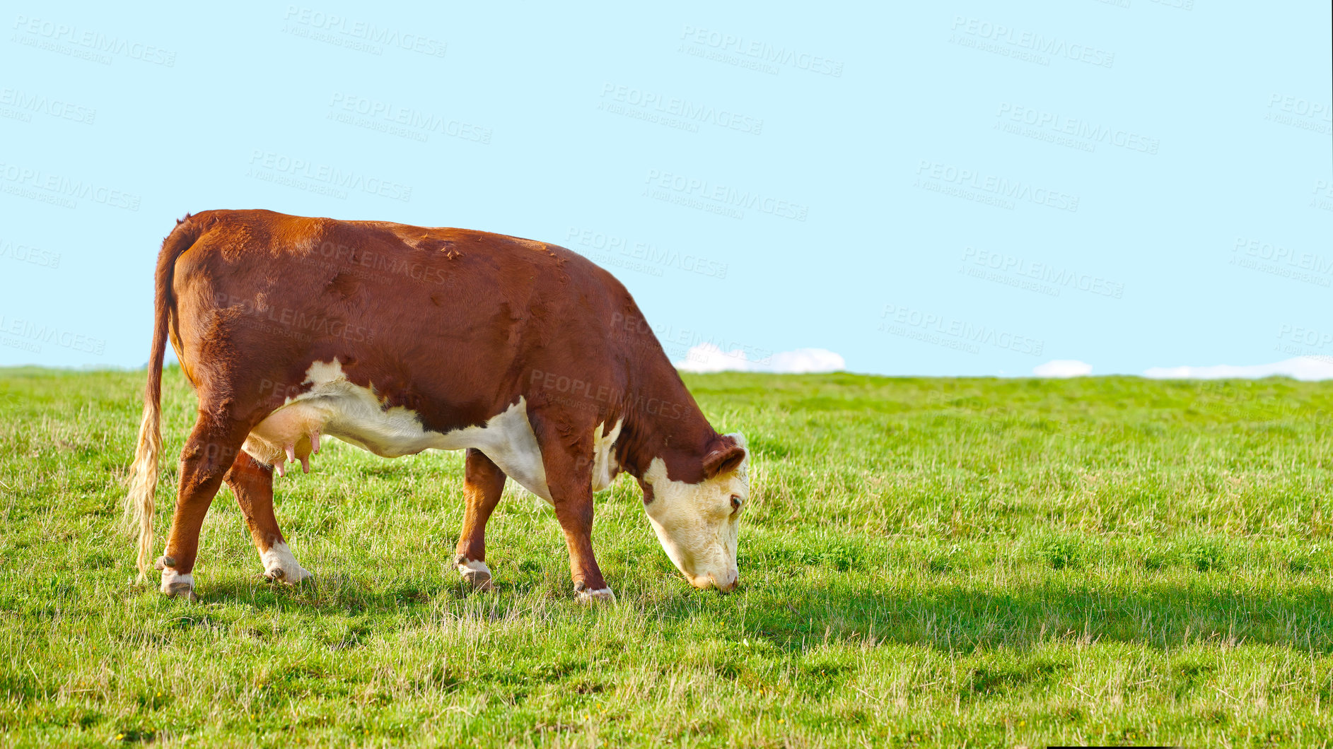 Buy stock photo Full length one hereford cow standing alone, grazing farm with copy space. Hairy animal eating green grass and blue sky on remote farmland and agriculture estate. Raising cattle for dairy industry