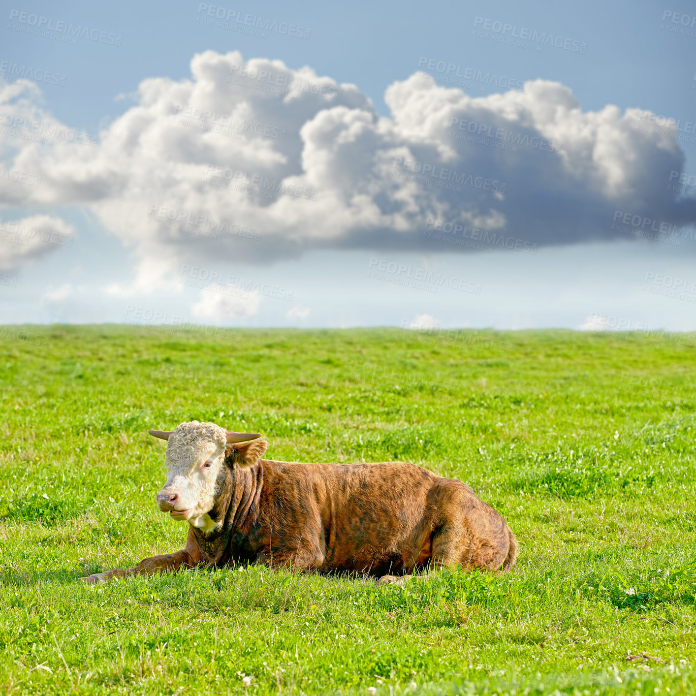 Buy stock photo Hereford cow on a sustainable dairy farm pasture. One Brown and white cow isolated against green grass on remote farmland and agricultural estate. Raising live cattle in a grass-fed farming industry 