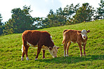 Hereford - all brown and white