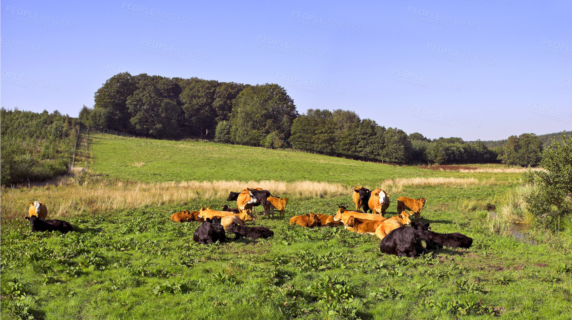 Buy stock photo Brown cow on a farm pasture. Various sizes of cows standing in a pasture on a farm on a sunny day. Grass fed cows on a diary supply farm, before going to the slaughterhouse for the meat industry