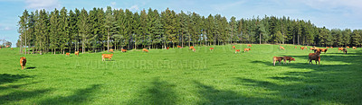 Buy stock photo Full length herd of hereford cow standing together and grazing on farm pasture. Hairy brown animals eating green grass on remote farmland and agriculture estate. Raising live cattle for dairy industry