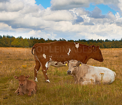 Buy stock photo Cows, nature and farm with beef production, sustainability and eco friendly ecosystem with calf. Countryside, agriculture and land with animals and cattle for dairy and meat on a ranch outdoor