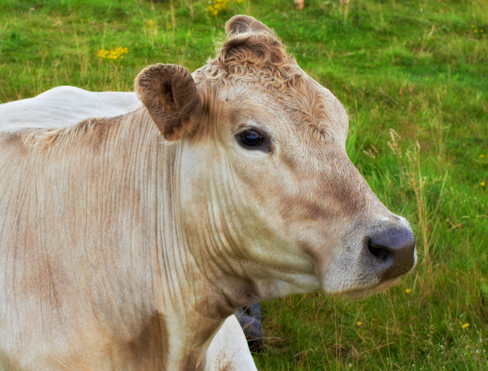 Buy stock photo One hereford cow sitting alone on farm pasture. Portrait of hairy animal isolated against green grass on remote farmland and agriculture estate. Raising live cattle, grass fed diary farming industry