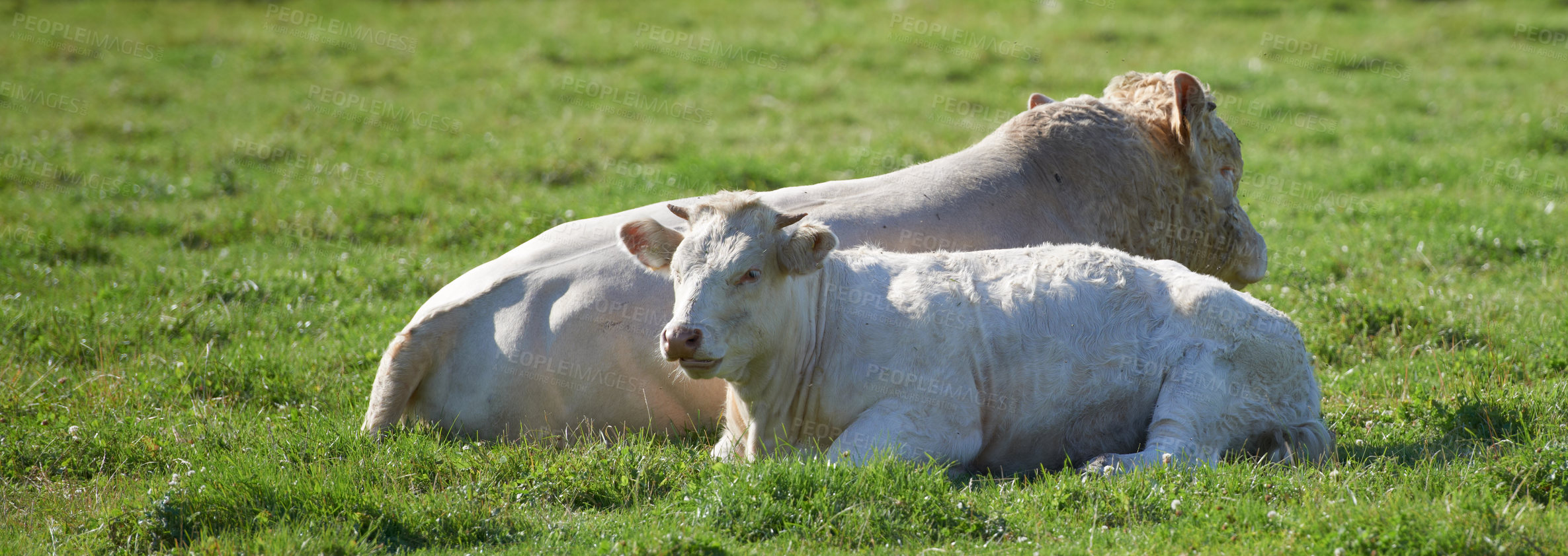 Buy stock photo Two white cows roaming and resting on sustainable farm in pasture field in countryside. Raising and breeding livestock animals in agribusiness for free range organic cattle and dairy industry