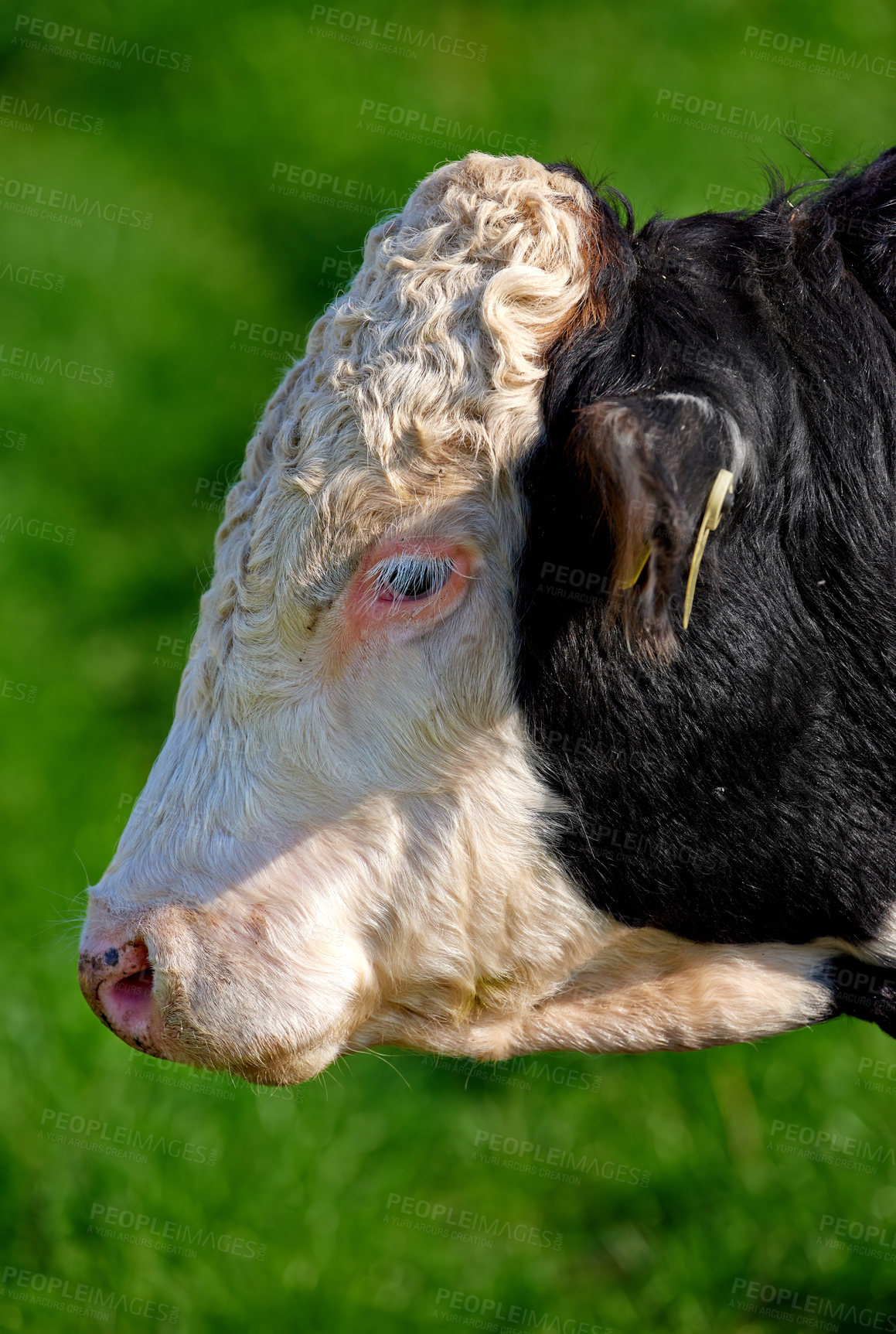 Buy stock photo One hereford cow standing alone on farm pasture. Black and white hairy animal isolated against green grass on remote farmland and agriculture estate. Raising live cattle for dairy and beef industry