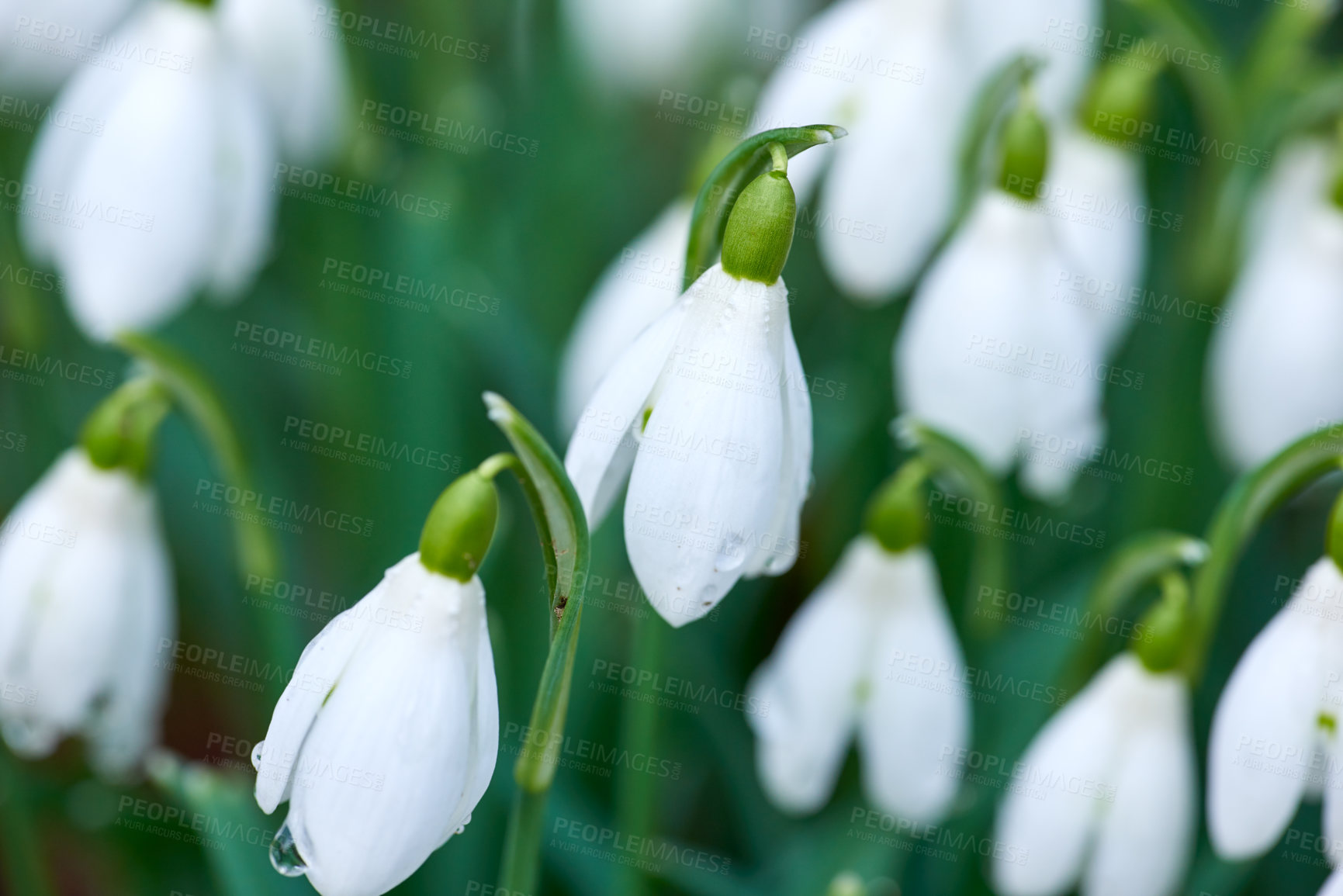 Buy stock photo Nature, spring and white snowdrop in garden with natural landscape, morning blossom and calm floral environment. Growth, peace and flowers with green leaves in backyard, countryside bush and plants